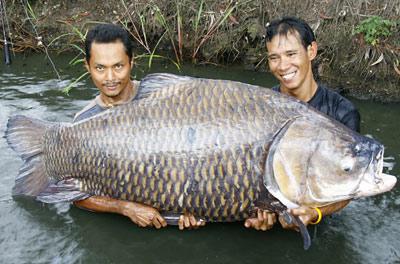 У Таїланді виловили велетенського коропа