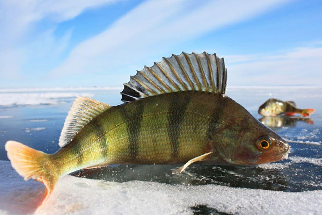 Вчені пояснили, чому у риб не замерзає кров