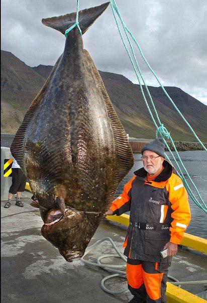 Гігантський палтус вагою 220 кілограмів