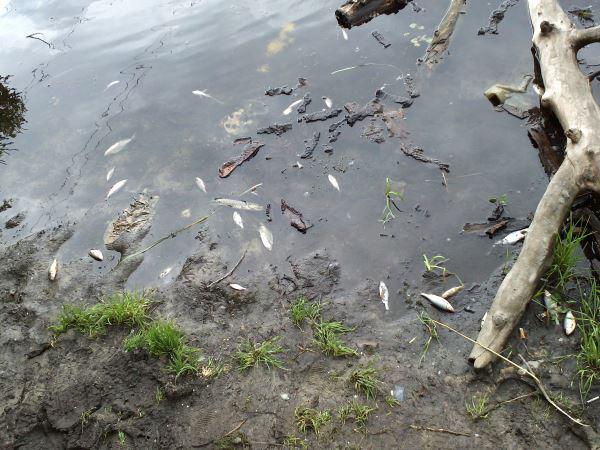 У Києві зафіксовано масову загибель риби