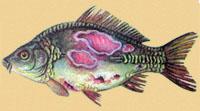Краснуха (Аеромоноз) коропових риб