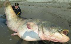 В Італії зловили величезного сома вагою 127 кг
