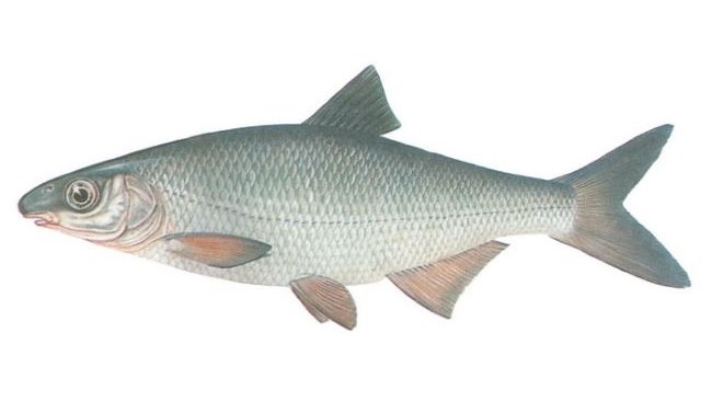 Рибець (Vimba vimba)