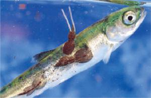 Лососева воша (Lepeophtheirus salmonis)